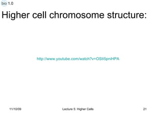Higher cell chromosome structure: http:// www.youtube.com/watch?v =OStI5pniHPA bio 1.0 