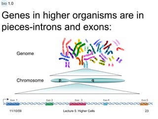 Genes in higher organisms are in  pieces-introns and exons: bio 1.0 
