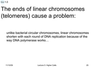The ends of linear chromosomes  (telomeres) cause a problem: unlike bacterial circular chromosomes, linear chromosomes  shorten with each round of DNA replication because of the  way DNA polymerase works… bio 1.0 