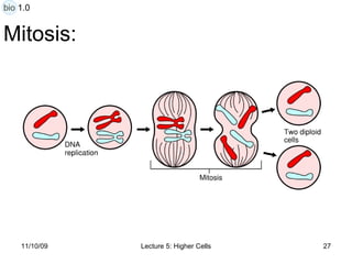 Mitosis: bio 1.0 