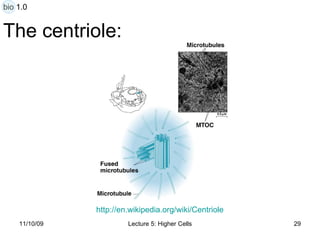 The centriole: http:// en.wikipedia.org/wiki/Centriole bio 1.0 