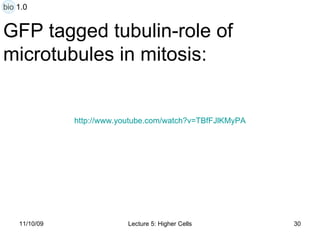 GFP tagged tubulin-role of  microtubules in mitosis: http:// www.youtube.com/watch?v = TBfFJlKMyPA bio 1.0 