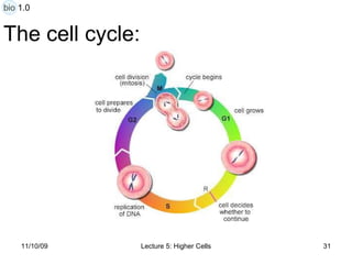 The cell cycle: bio 1.0 