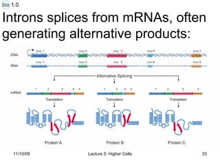 Introns splices from mRNAs, often  generating alternative products: bio 1.0 