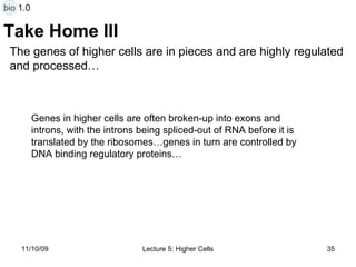 Take Home III Genes in higher cells are often broken-up into exons and introns, with the introns being spliced-out of RNA before it is translated by the ribosomes…genes in turn are controlled by DNA binding regulatory proteins… The genes of higher cells are in pieces and are highly regulated and processed…  bio 1.0 