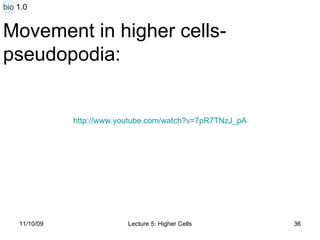 Movement in higher cells- pseudopodia: http:// www.youtube.com/watch?v =7pR7TNzJ_pA bio 1.0 
