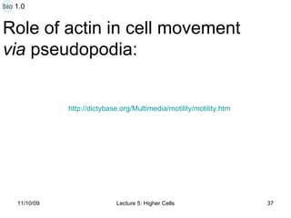 Role of actin in cell movement  via  pseudopodia: http:// dictybase.org/Multimedia/motility/motility.htm bio 1.0 