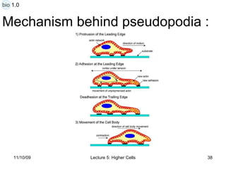 Mechanism behind pseudopodia : bio 1.0 