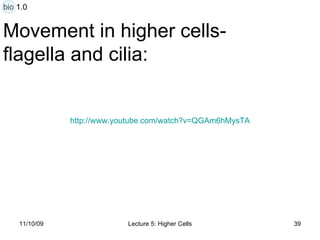 Movement in higher cells- flagella and cilia: http:// www.youtube.com/watch?v =QGAm6hMysTA bio 1.0 