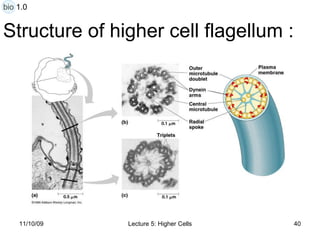 Structure of higher cell flagellum  : bio 1.0 