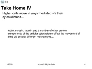 Take Home IV Actin, myosin, tubulin and a number of other protein components of the cellular cytoskeleton effect the movement of cells  via  several different mechanisms… Higher cells move in ways mediated  via  their  cytoskeletons… bio 1.0 