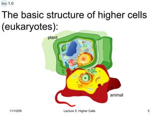 The basic structure of higher cells  (eukaryotes): plant animal bio 1.0 