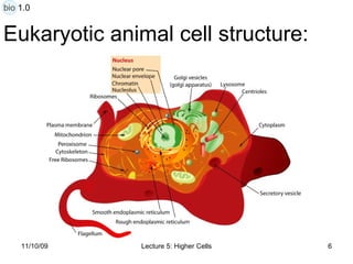 Eukaryotic animal cell structure: bio 1.0 