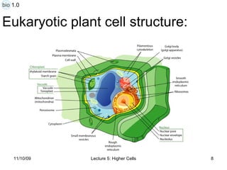 Eukaryotic plant cell structure: bio 1.0 