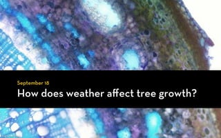 September 18

                How does weather aﬀect tree growth?


Source: Paul Schulte
 