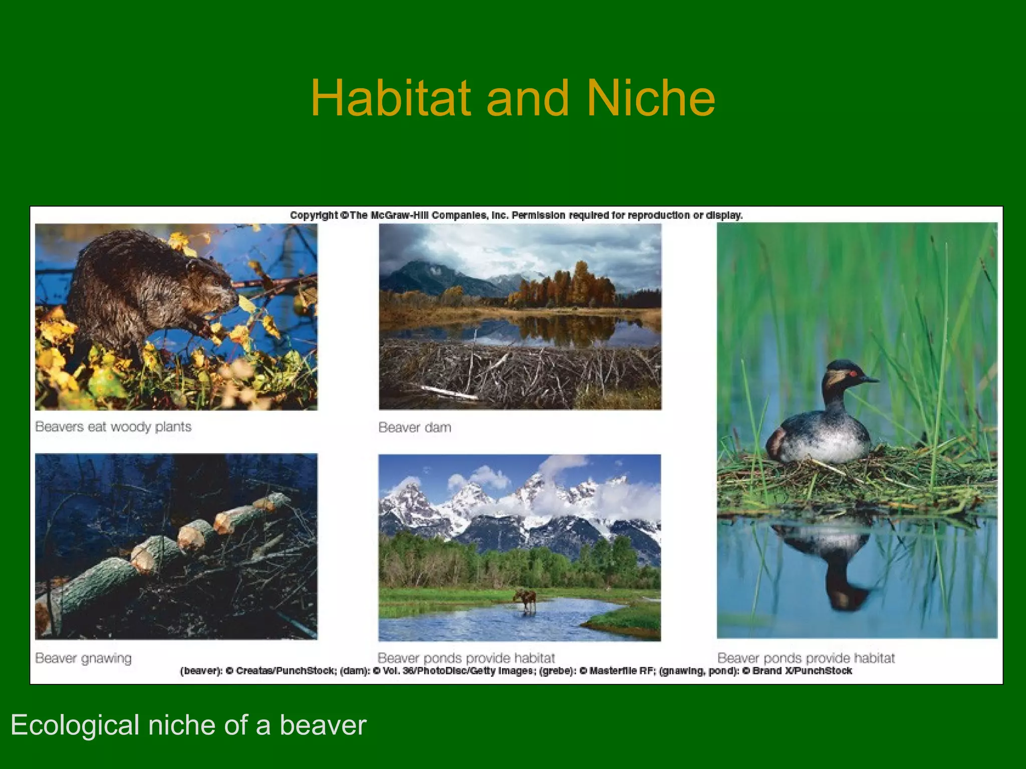 Habitat and Niche




Ecological niche of a beaver
 