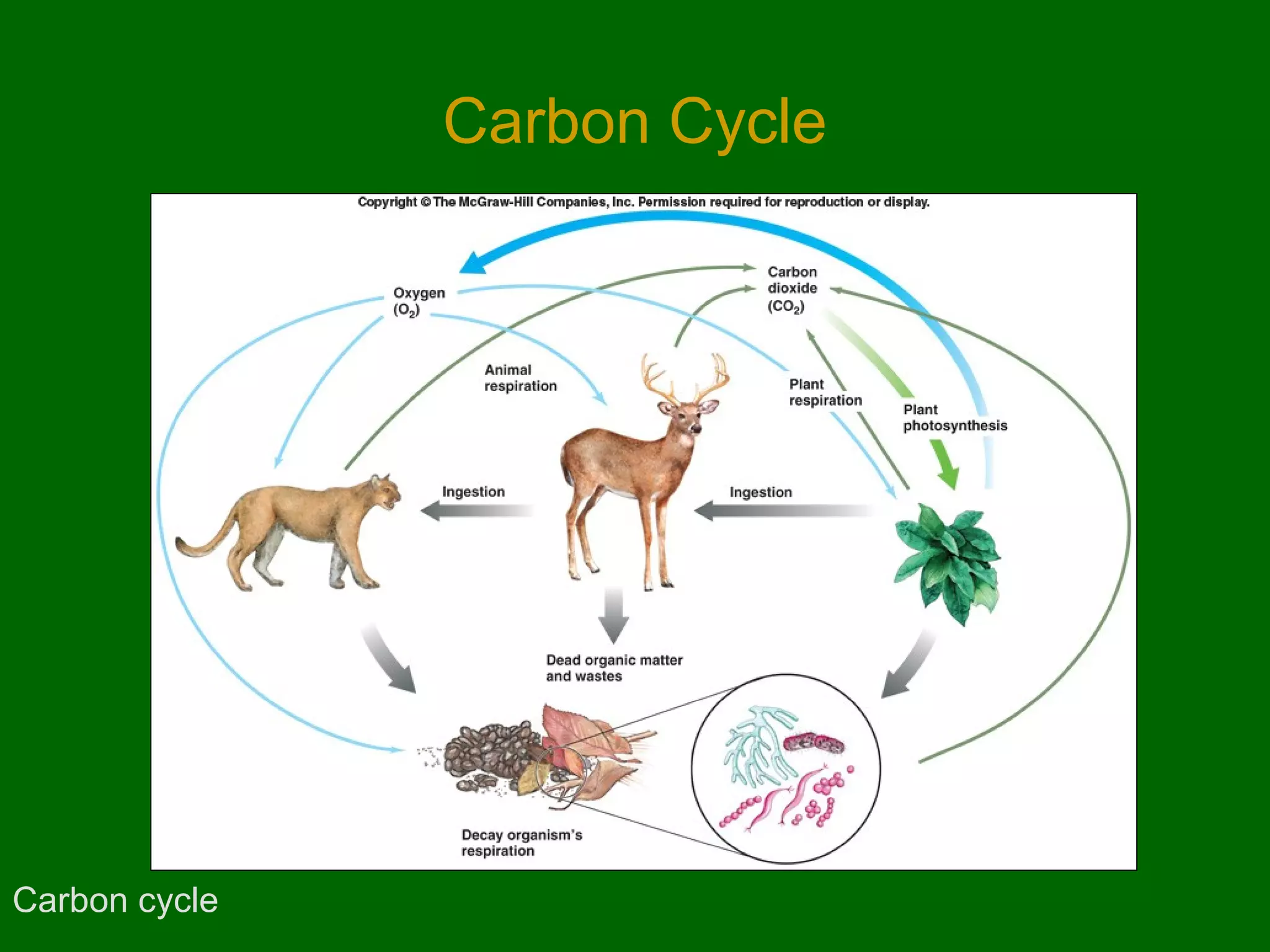 Carbon Cycle




Carbon cycle
 