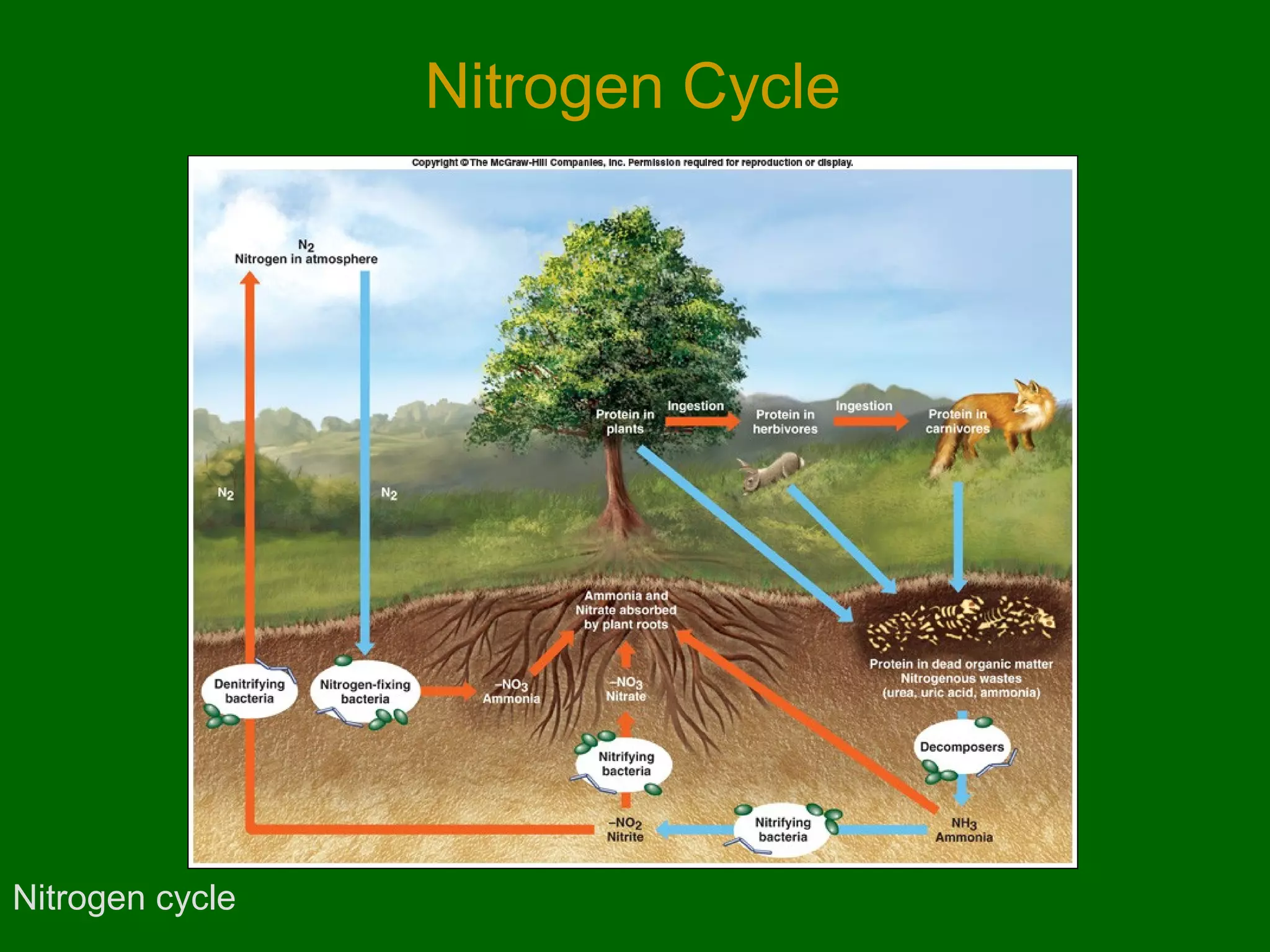 Nitrogen Cycle




Nitrogen cycle
 