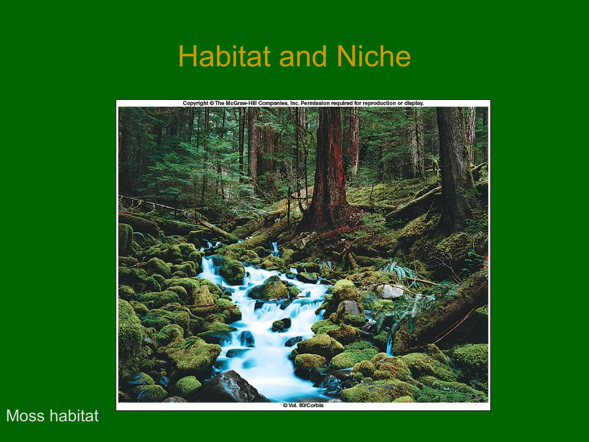 Habitat and Niche




Moss habitat
 