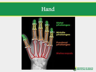 Lecture 5 Interpretation of upper limb 2.pdf