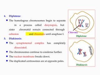 Lecture 5 Meiosis.pptx meiosis and different stages of meosis | PPTX