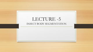 LECTURE -5
INSECT BODY SEGMENTATION
 