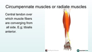 Lecture 5 Muscular system of human body.pptx
