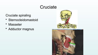 Lecture 5 Muscular system of human body.pptx