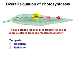 Overall Equation of Photosynthesis
• This is a Redox reaction (The transfer of one or
more electrons from one reactant to another).
• Two parts:
1. Oxidation
2. Reduction
 