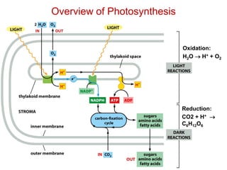 Overview of Photosynthesis
Oxidation:
H2O  H+ + O2
Reduction:
CO2 + H+ 
C6H12O6
 
