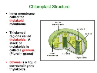 Chloroplast Structure
• Inner membrane
called the
thylakoid
membrane.
• Thickened
regions called
thylakoids. A
stack of
thylakoids is
called a granum.
(Plural – grana)
• Stroma is a liquid
surrounding the
thylakoids.
 