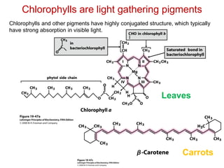 Chlorophylls are light gathering pigments
Chlorophylls and other pigments have highly conjugated structure, which typically
have strong absorption in visible light.
Leaves
Carrots
 