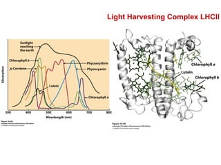 Light Harvesting Complex LHCII
 