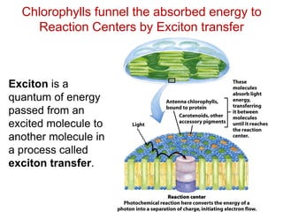Chlorophylls funnel the absorbed energy to
Reaction Centers by Exciton transfer
Exciton is a
quantum of energy
passed from an
excited molecule to
another molecule in
a process called
exciton transfer.
 