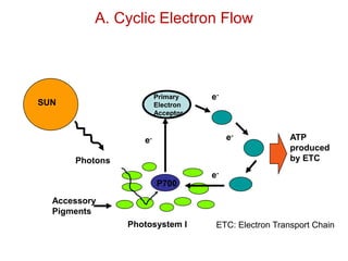 P700
Primary
Electron
Acceptor
e-
e-
e-
e-
ATP
produced
by ETC
Photosystem I
Accessory
Pigments
SUN
Photons
ETC: Electron Transport Chain
A. Cyclic Electron Flow
 