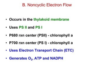 • Occurs in the thylakoid membrane
• Uses PS II and PS I
• P680 rxn center (PSII) - chlorophyll a
• P700 rxn center (PS I) - chlorophyll a
• Uses Electron Transport Chain (ETC)
• Generates O2, ATP and NADPH
B. Noncyclic Electron Flow
 