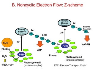 P700
Photosystem I
(protein complex)
P680
Photosystem II
(protein complex)
Primary
Electron
Acceptor
Primary
Electron
Acceptor
ETC
Enzyme
Reaction
H2O
1/2O2 + 2H+
ATP
NADPH
Photon
2e-
2e-
2e-
2e-
2e-
SUN
Photon
B. Noncyclic Electron Flow: Z-scheme
ETC: Electron Transport Chain
 