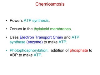 • Powers ATP synthesis.
• Occurs in the thylakoid membranes.
• Uses Electron Transport Chain and ATP
synthase (enzyme) to make ATP.
• Photophosphorylation: addition of phosphate to
ADP to make ATP.
Chemiosmosis
 
