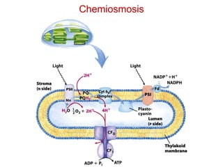 Chemiosmosis
 
