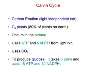 Calvin Cycle
• Carbon Fixation (light independent rxn).
• C3 plants (80% of plants on earth).
• Occurs in the stroma.
• Uses ATP and NADPH from light rxn.
• Uses CO2.
• To produce glucose: it takes 6 turns and
uses 18 ATP and 12 NADPH.
 
