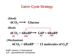 Calvin Cycle Strategy
6CO2 Glucose
(Ideal)
(Real)
6CO2 + 6RuBP G6P + 6RuBP
6C 30C 6C 30C
(Mechanism)
6CO2 + 6RuBP 12 molecules of G3P
RuBP: ribulose 1,5 biphosphate
G3P: glyceraldehyde 3-phosphate
 