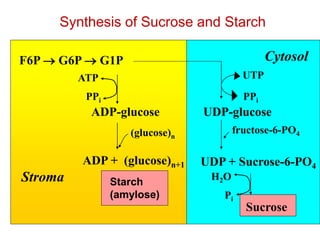 Synthesis of Sucrose and Starch
F6P  G6P  G1P
ADP-glucose
ATP
PPi
(glucose)n
ADP + (glucose)n+1
Starch
(amylose)
UDP-glucose
fructose-6-PO4
UDP + Sucrose-6-PO4
H2O
Pi
UTP
PPi
Stroma
Cytosol
Sucrose
 