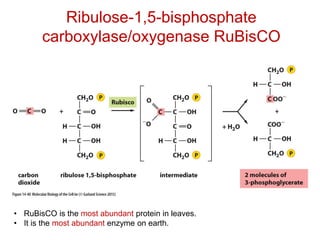Ribulose-1,5-bisphosphate
carboxylase/oxygenase RuBisCO
• RuBisCO is the most abundant protein in leaves.
• It is the most abundant enzyme on earth.
 