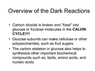 • Carbon dioxide is broken and “fixed” into
glucose or fructose molecules in the CALVIN
CYCLE!!!!
• Glucose subunits can make cellulose or other
polysaccharides, such as fruit sugars.
• The carbon skeleton in glucose also helps to
synthesize other important biochemical
compounds such as, lipids, amino acids, and
nucleic acids.
Overview of the Dark Reactions
 