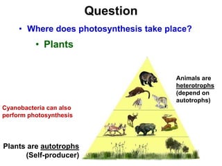 Question
• Where does photosynthesis take place?
• Plants
Plants are autotrophs
(Self-producer)
Animals are
heterotrophs
(depend on
autotrophs)
Cyanobacteria can also
perform photosynthesis
 