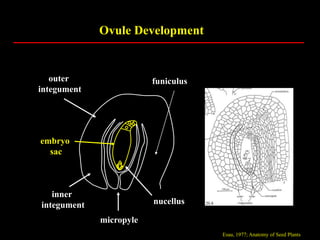 lecture 5 plant development 2014.ppt