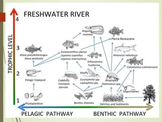 Freshwater Biome Food Pyramid
