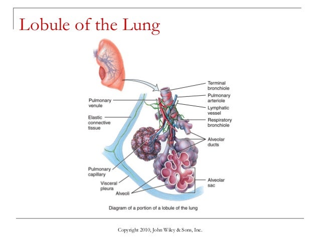 Lecture 5 the respiratory system