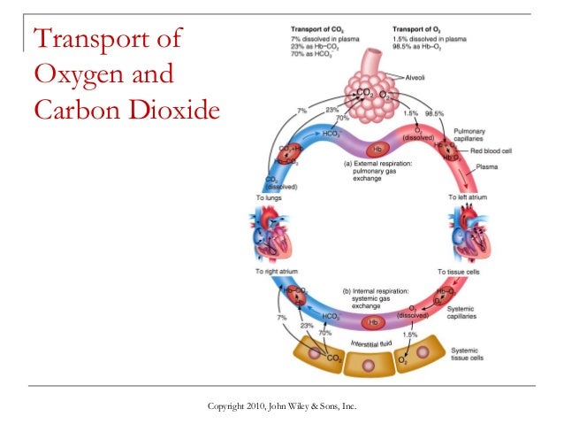 Lecture 5 the respiratory system