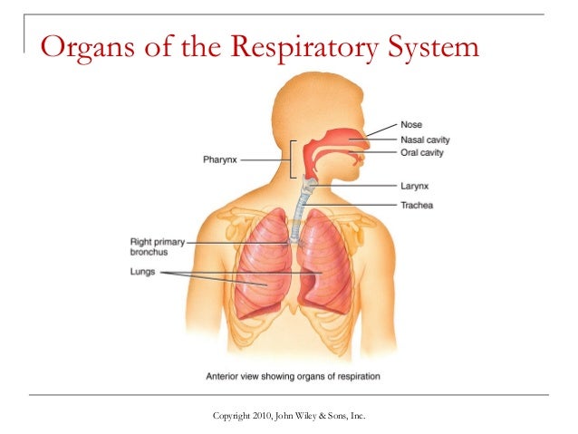 Image Result For Important Parts Of The Respiratory System
